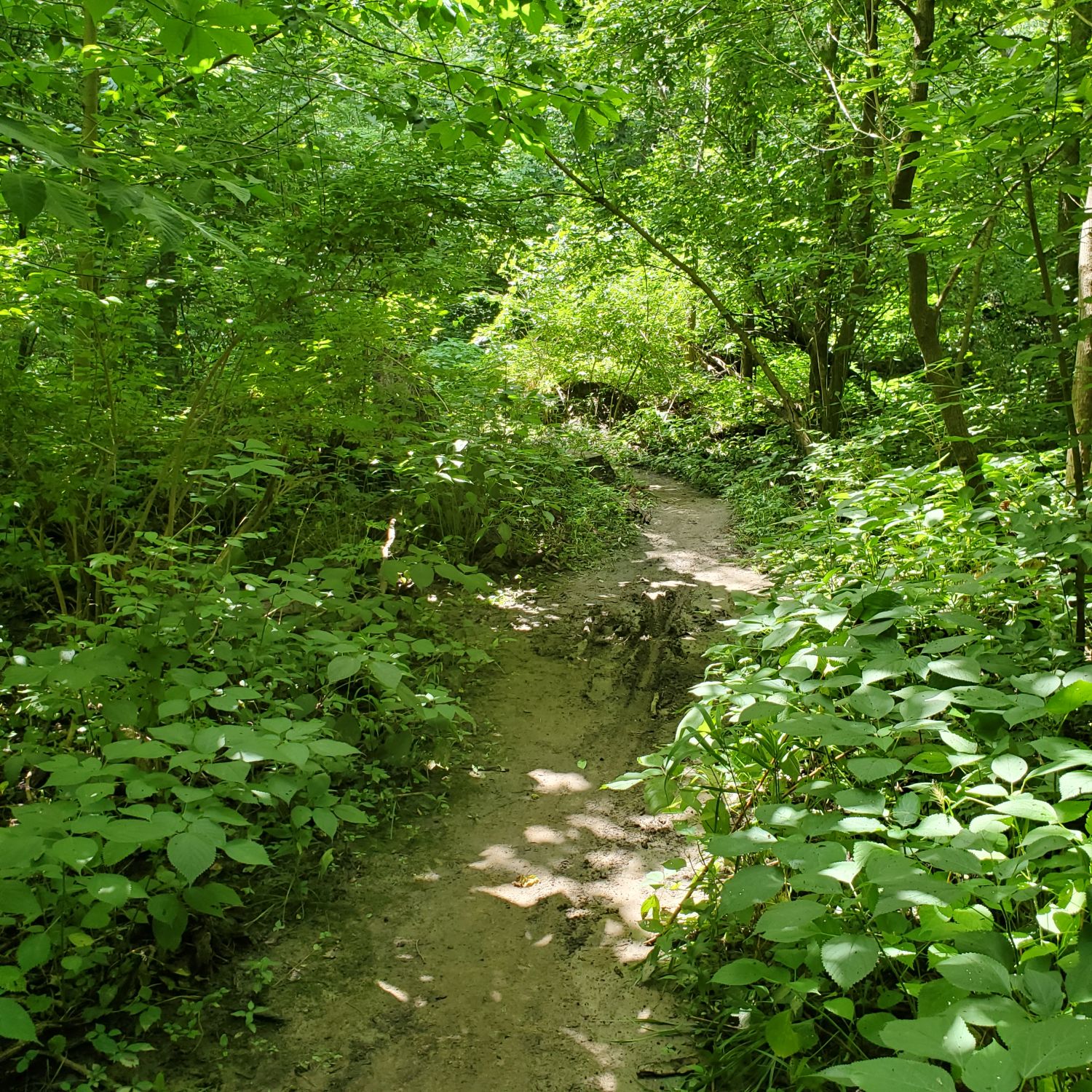 Lick Creek Wildlife Preserve 